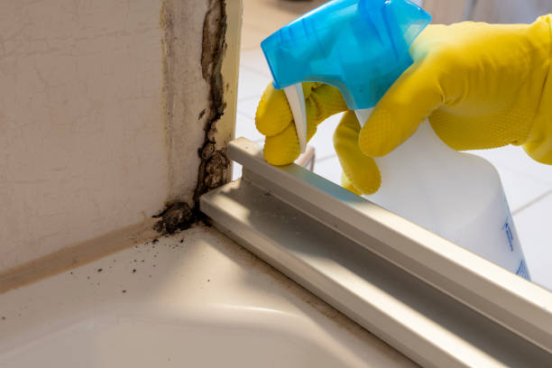 Best Black Mold Removal  in Cresson, PA