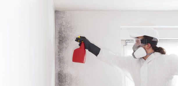 Crawl Space Mold Removal in Cresson, PA