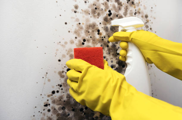 Best Fast Mold Removal  in Cresson, PA