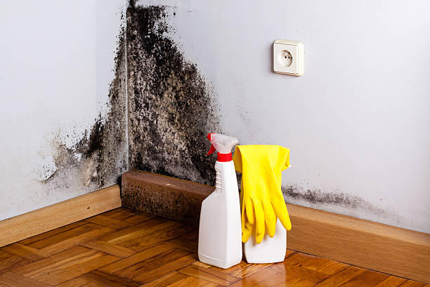 Best Local Mold Removal Service  in Cresson, PA