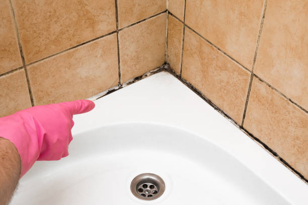 Best Best Mold Removal Companies  in Cresson, PA
