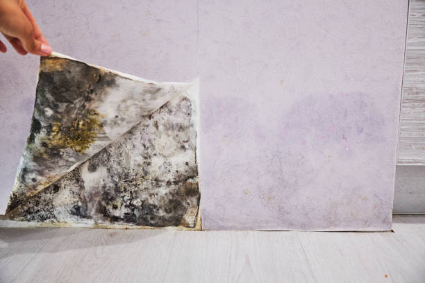 Best Mold Damage Repair  in Cresson, PA